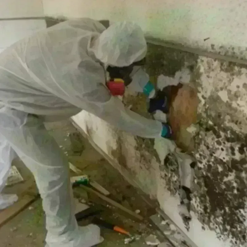 Mold Remediation and Removal in Belmar, NJ